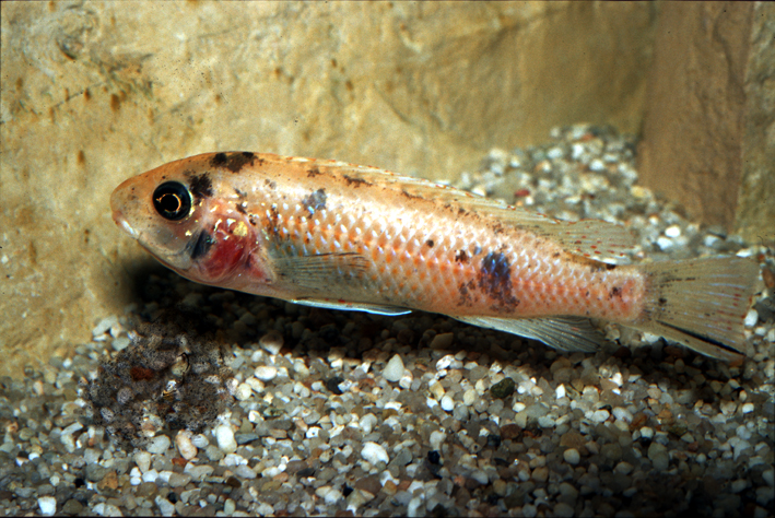 Labeotropheus trewavasae