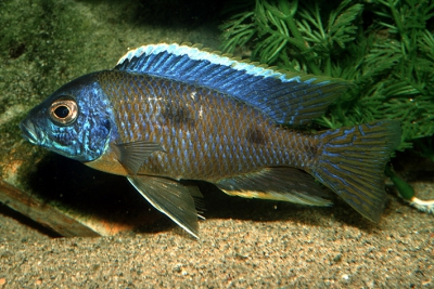 Copadichromis trimaculatus Cichlidae