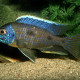 picture of Copadichromis trimaculatus