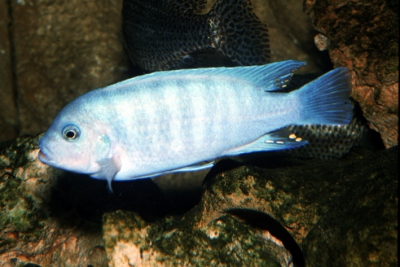 Maylandia aff. zebra "BB" Cichlidae