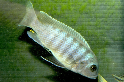 Maylandia zebra Cichlidae