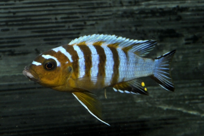 Maylandia aff. zebra "Lp Chesese" Cichlidae
