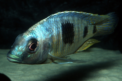 Otopharynx sp. Big Spot Mpombo Rocks Cichlidae