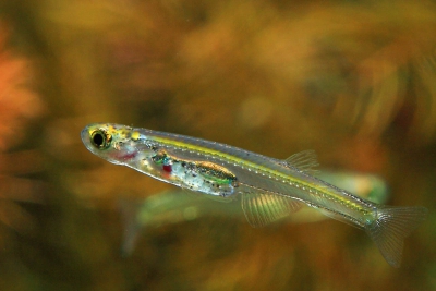 pez drácula Danionidae