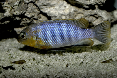 Tropheops sp. Dwarf Mlowe Cichlidae