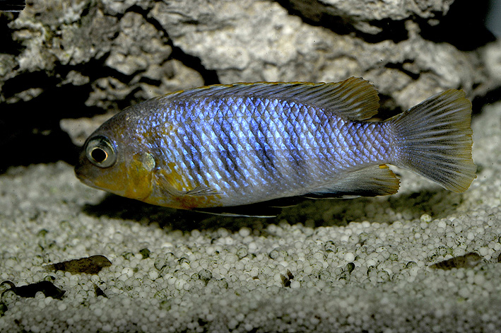 Tropheops sp. Dwarf Mlowe