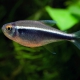 picture of Hyphessobrycon herbertaxelrodi