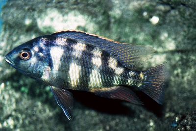 Solo Cichlidae