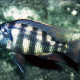 picture of Placidochromis johnstoni Solo