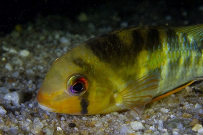 Krobia yeux rouges Cichlidae