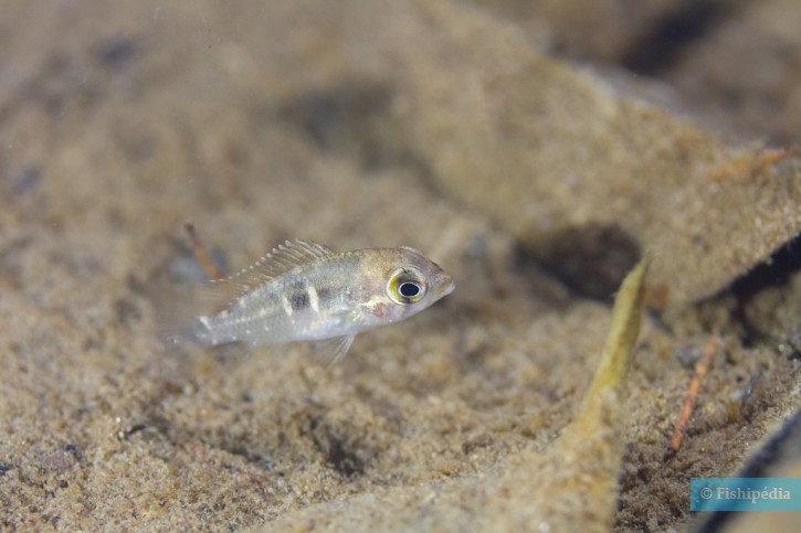 Krobia aff. guianensis