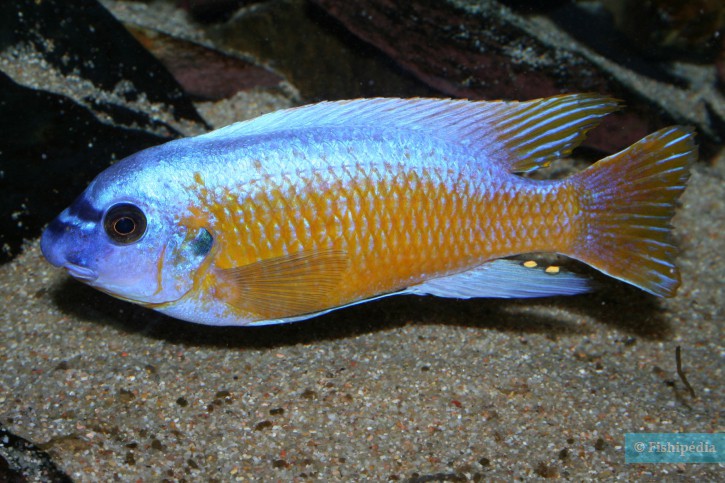 Labeotropheus fuelleborni