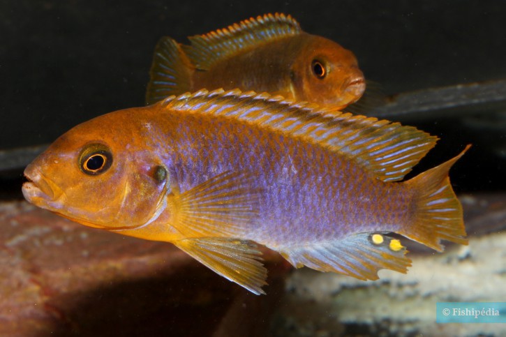 Iodotropheus sprengerae