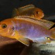 picture of Iodotropheus sprengerae