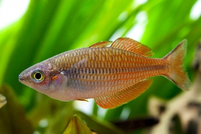 Melanotaenia parva Melanotaeniidae