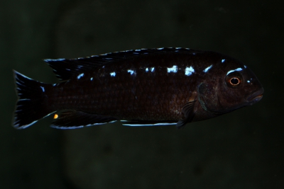 Pseudotropheus interruptus Cichlidae