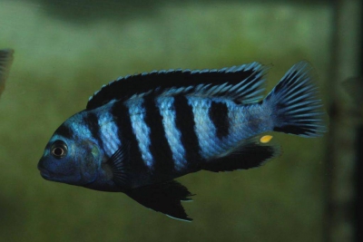Saulosi Cichlidae