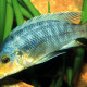 picture of Petrotilapia sp. Yellow Chin Mbenji Island