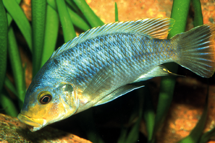 Petrotilapia sp. Yellow Chin Mbenji Island