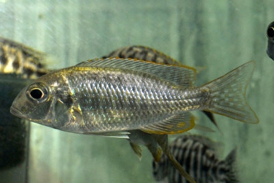 Tramitichromis lituris Cichlidae