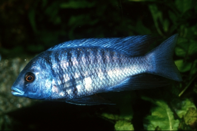 suiveur bleu Cichlidae