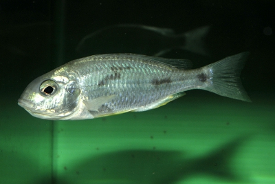 Otopharynx argyrosoma Cichlidae