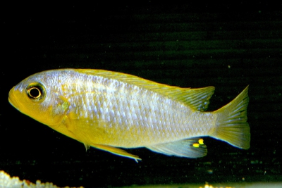 Aurora Cichlidae