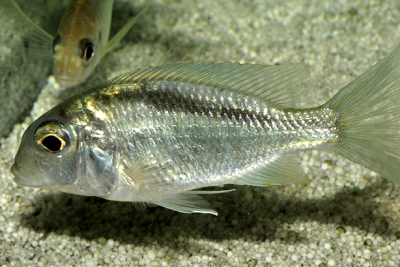 Tramitichromis brevis Nkata Cichlidae