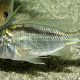 picture of Tramitichromis brevis Nkata