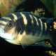 picture of Pseudotropheus crabro