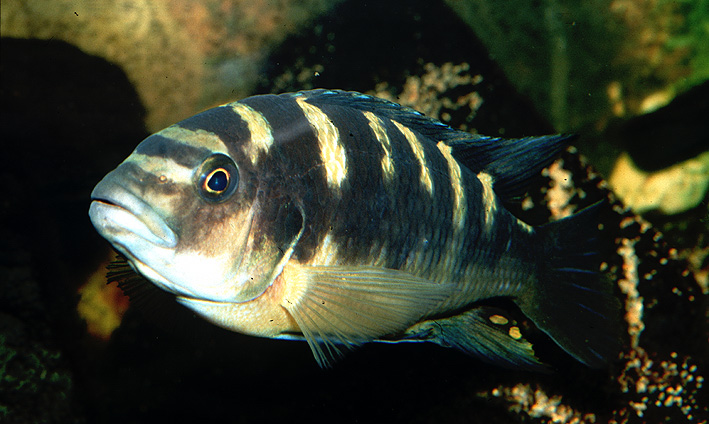 Pseudotropheus crabro