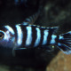 picture of Chindongo  demasoni