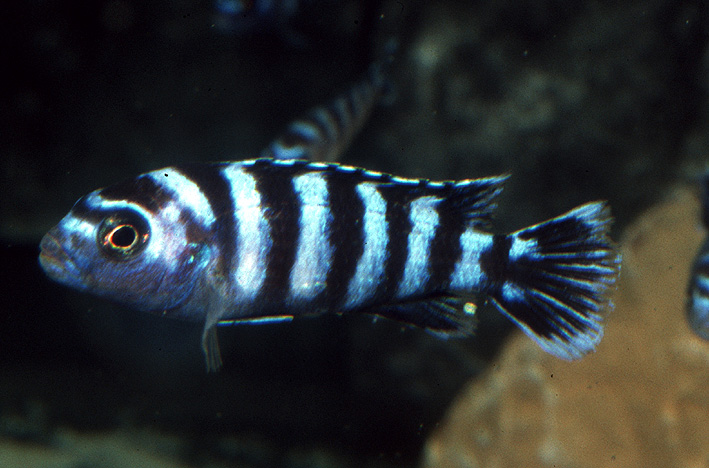 Chindongo  demasoni