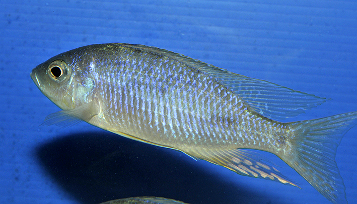 Placidochromis electra