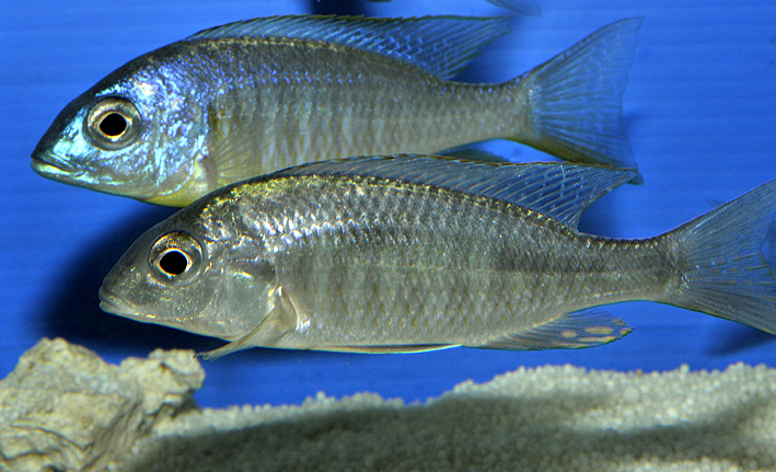 Placidochromis electra
