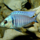 picture of Placidochromis electra