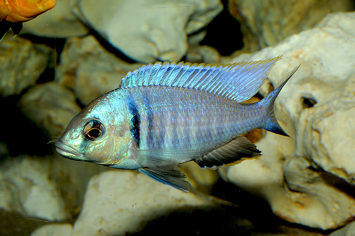 Placidochromis electra