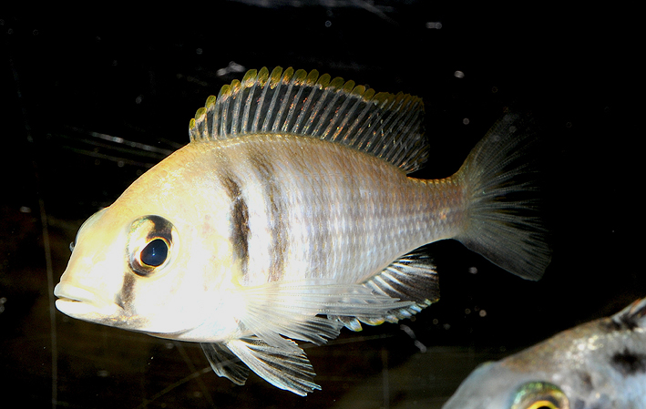 Placidochromis electra