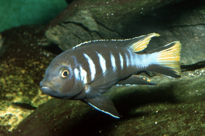Chindongo elongatus Chewere Cichlidae