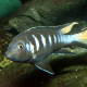 picture of Chindongo elongatus Chewere