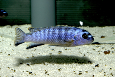 Tropheops sp. Elongatus Mazinzi m Cichlidae