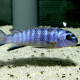 picture of Tropheops sp. Elongatus Mazinzi m