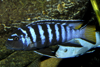 Chindongo elongatus Mpanga Cichlidae