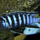 picture of Chindongo elongatus Mpanga