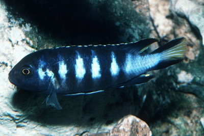 Pseudotropheus sp. elongatus Cichlidae