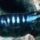 picture of Pseudotropheus sp. elongatus