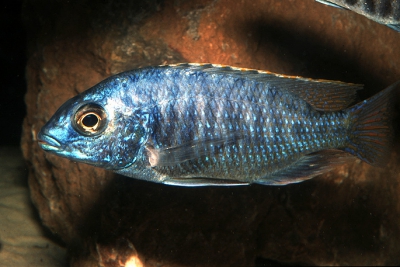 Protomelas fenestratus