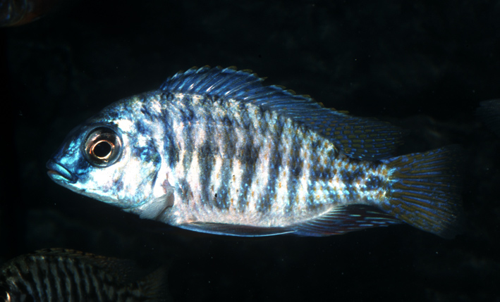 Protomelas fenestratus - Haplo fenestratus