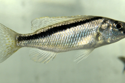 Mylochromis formosus Cichlidae