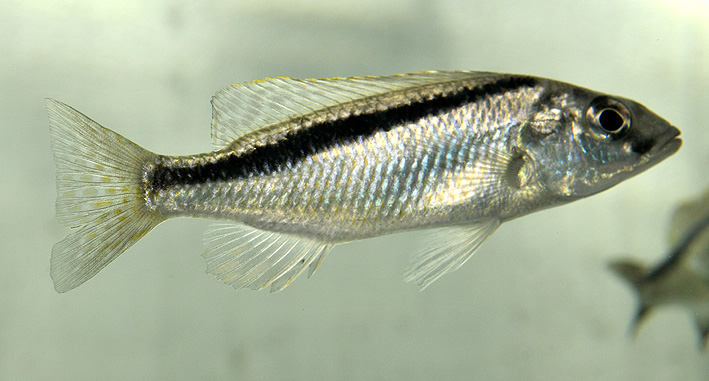 Mylochromis formosus